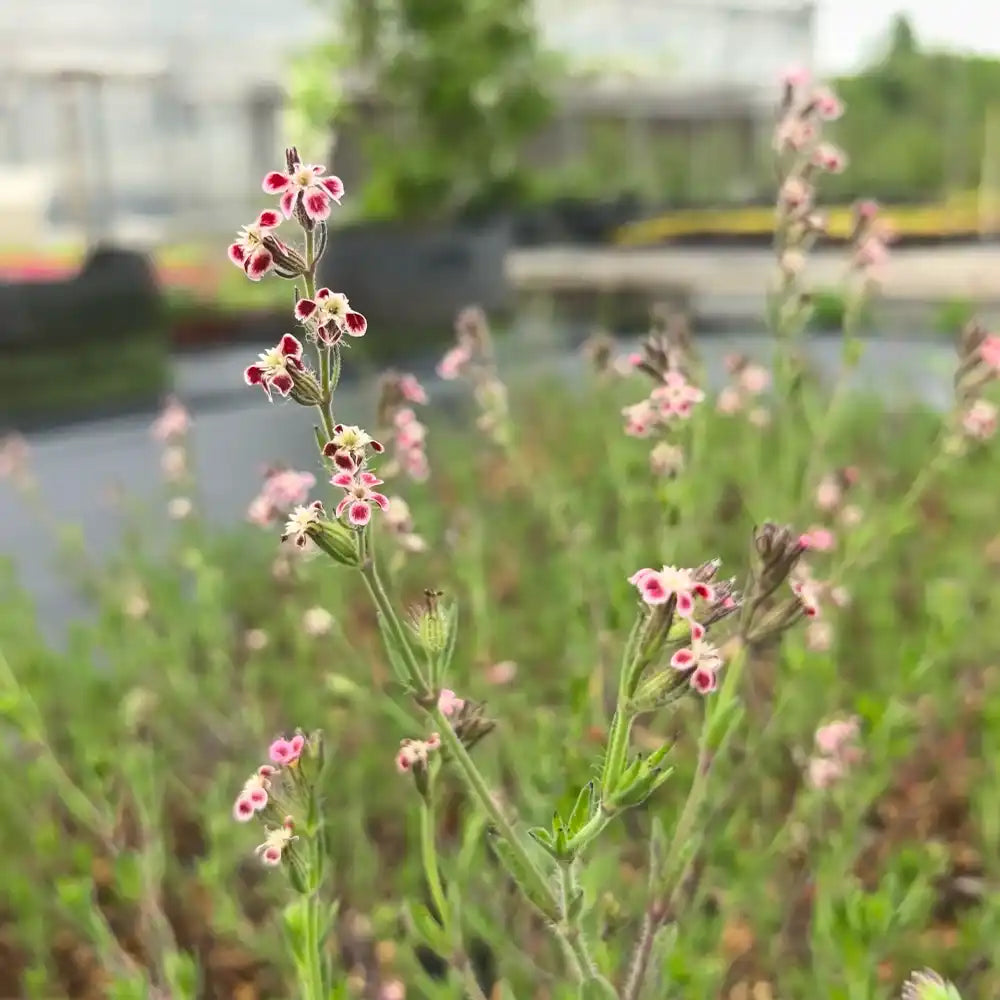 Spotted Catchfly Seeds