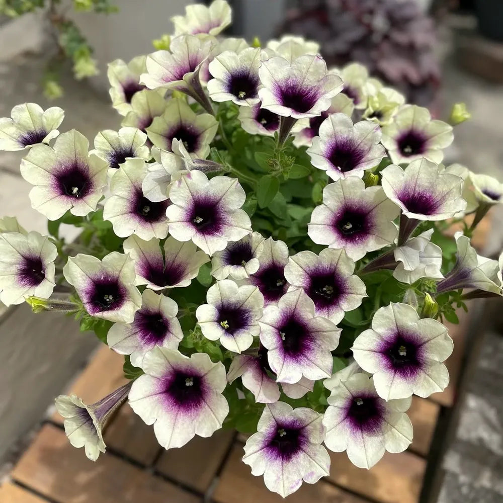 Candy House Series Petunia Seeds